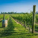 Newport Vineyards