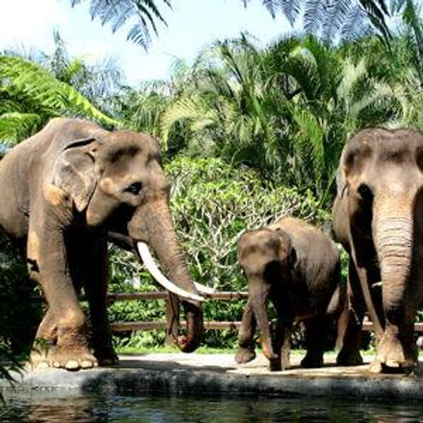 Bali - Excursion