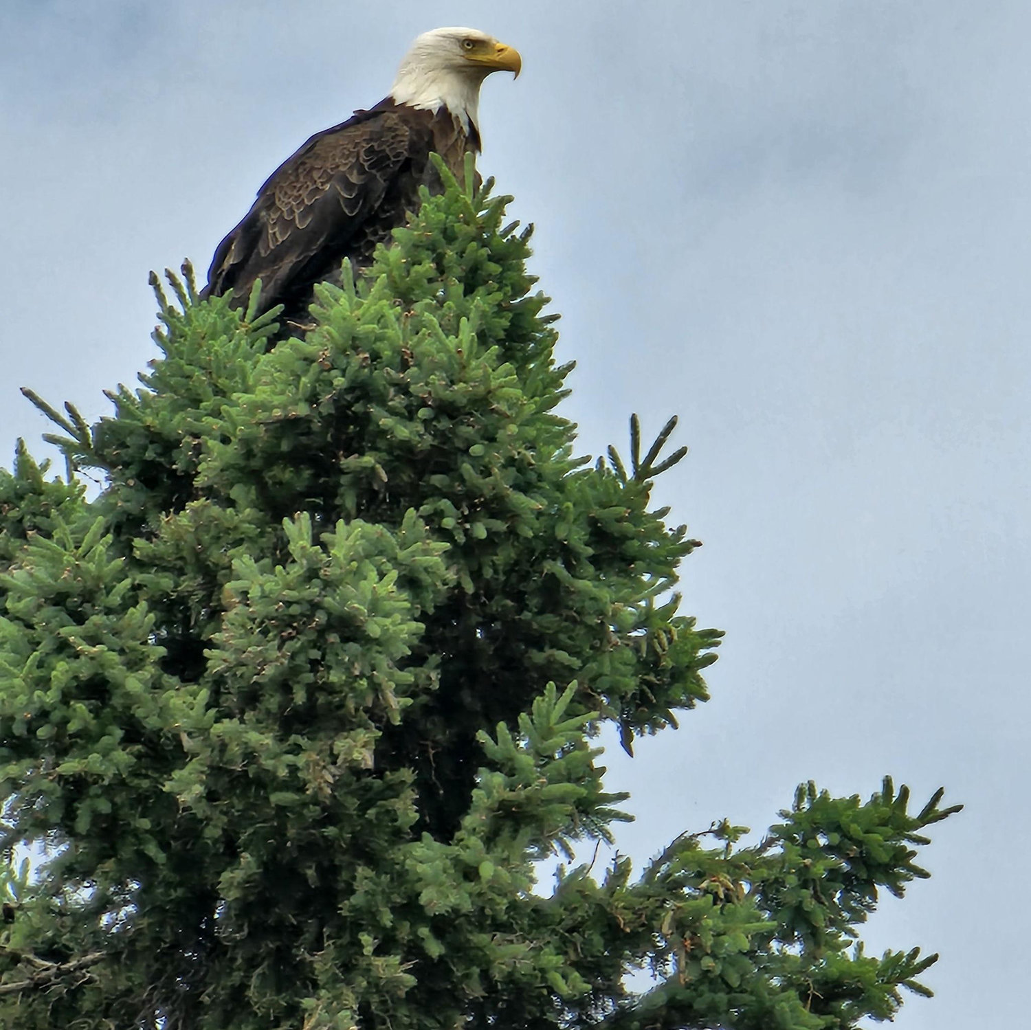 Bald Eagle