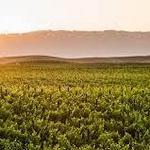 Napa/Sonoma Wine Tasting