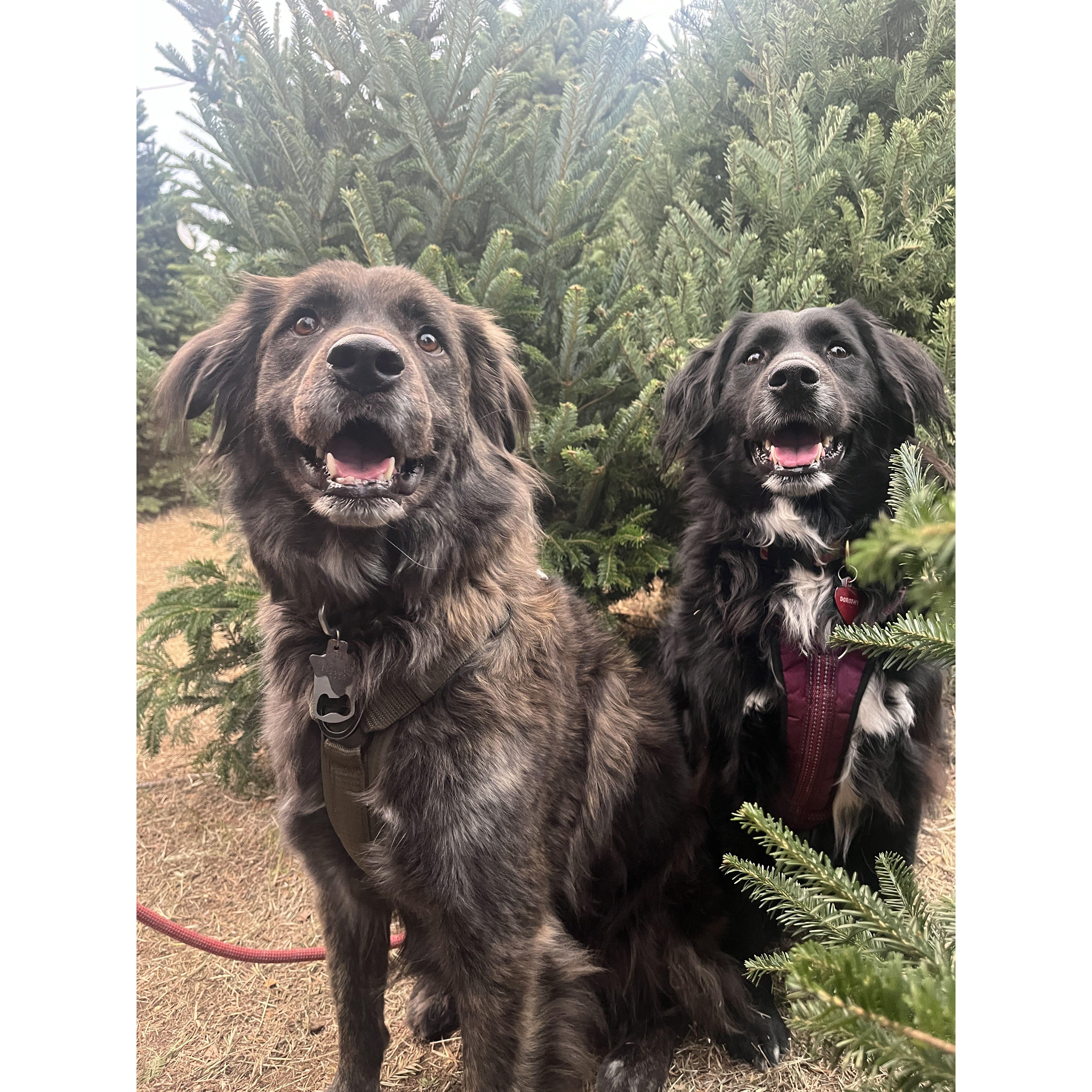 Definitely not posed at all.  Just two dogs being dragged to a Christmas Tree farm.