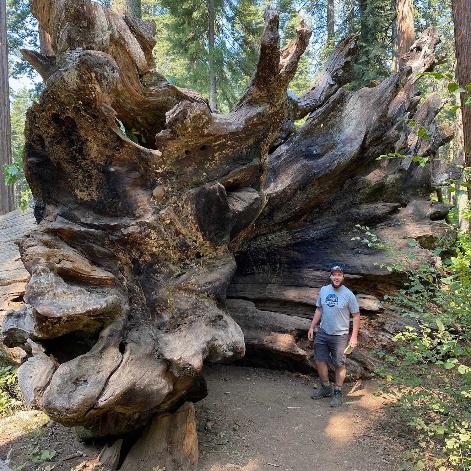 The size of the Sequoias was incredible. Here is Patrick with the roots of a downed tree.