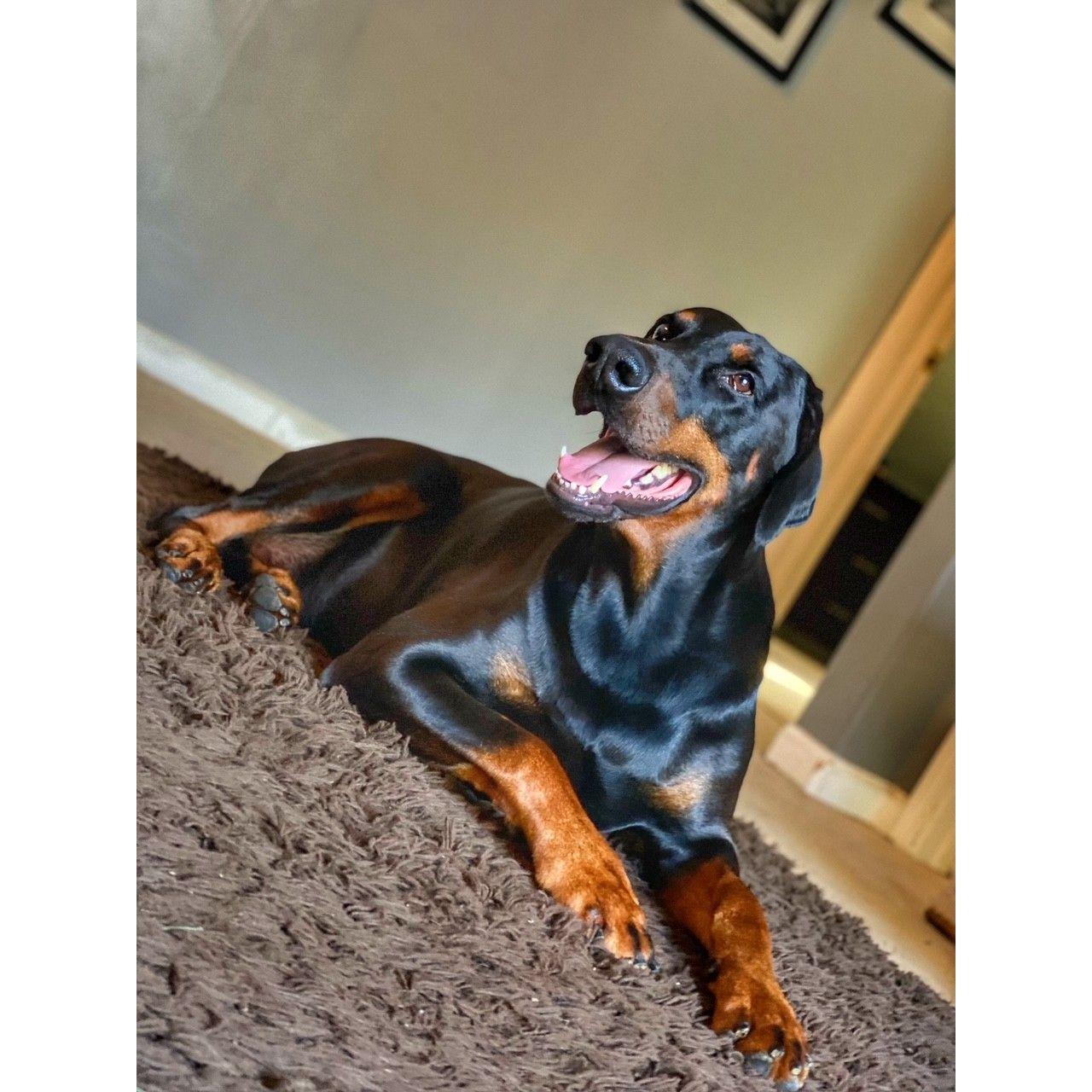 Big love, Tyson. Our Doberman cutie!