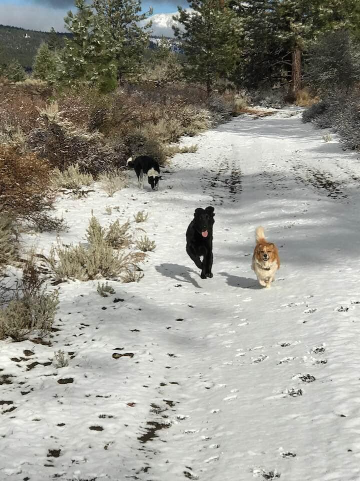 Meet part of Mark’s wolf pack