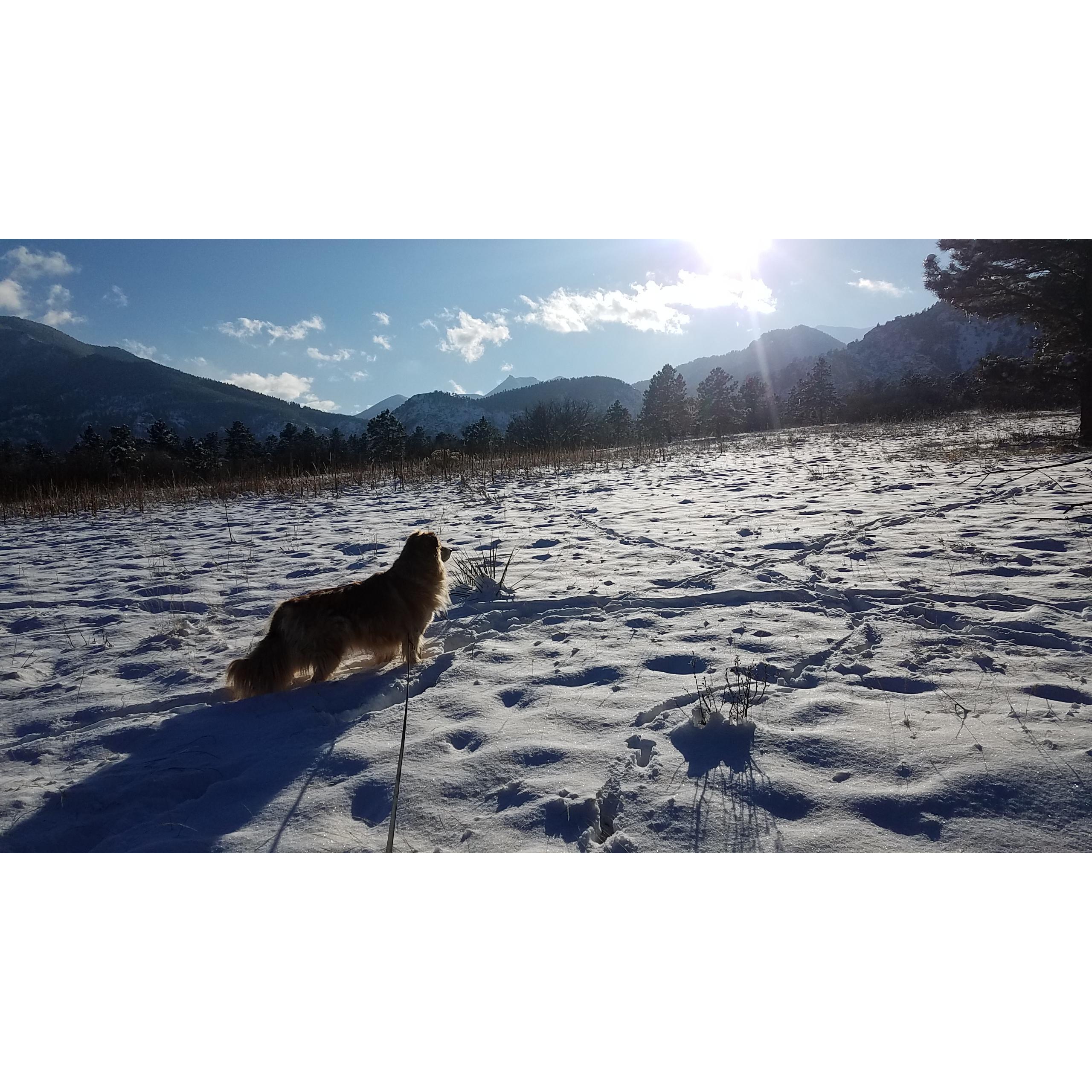 Dezi became Daniel’s dog within the first week of their introduction.