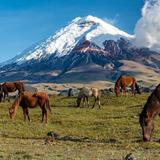 Parque Nacional Cotopaxi