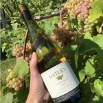 Oatley Vineyard