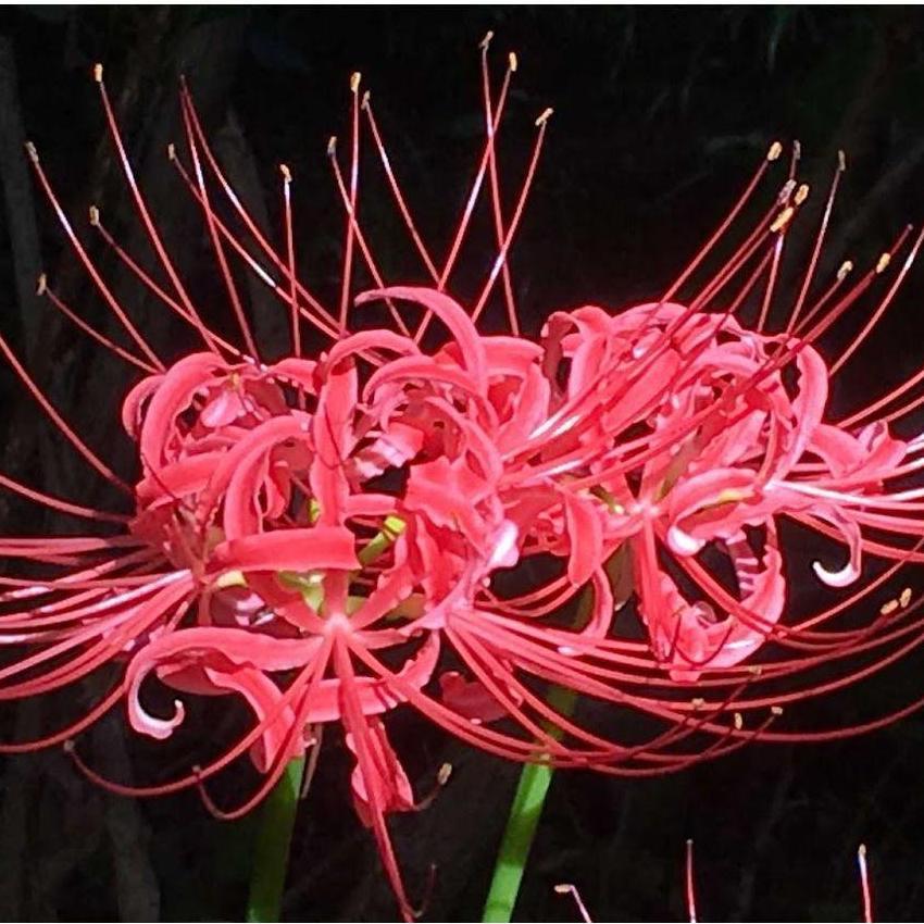 In every Anime Ending