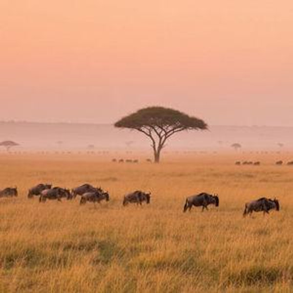 African Safari Honeymoon