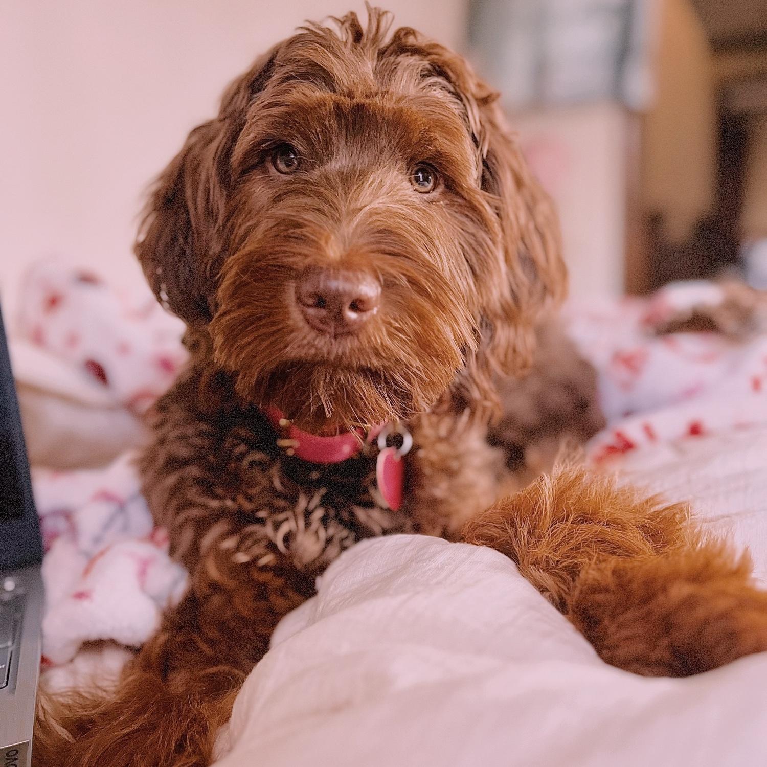 And then came Juno, our Doodle, she is the best and holds her daddy's whole heart