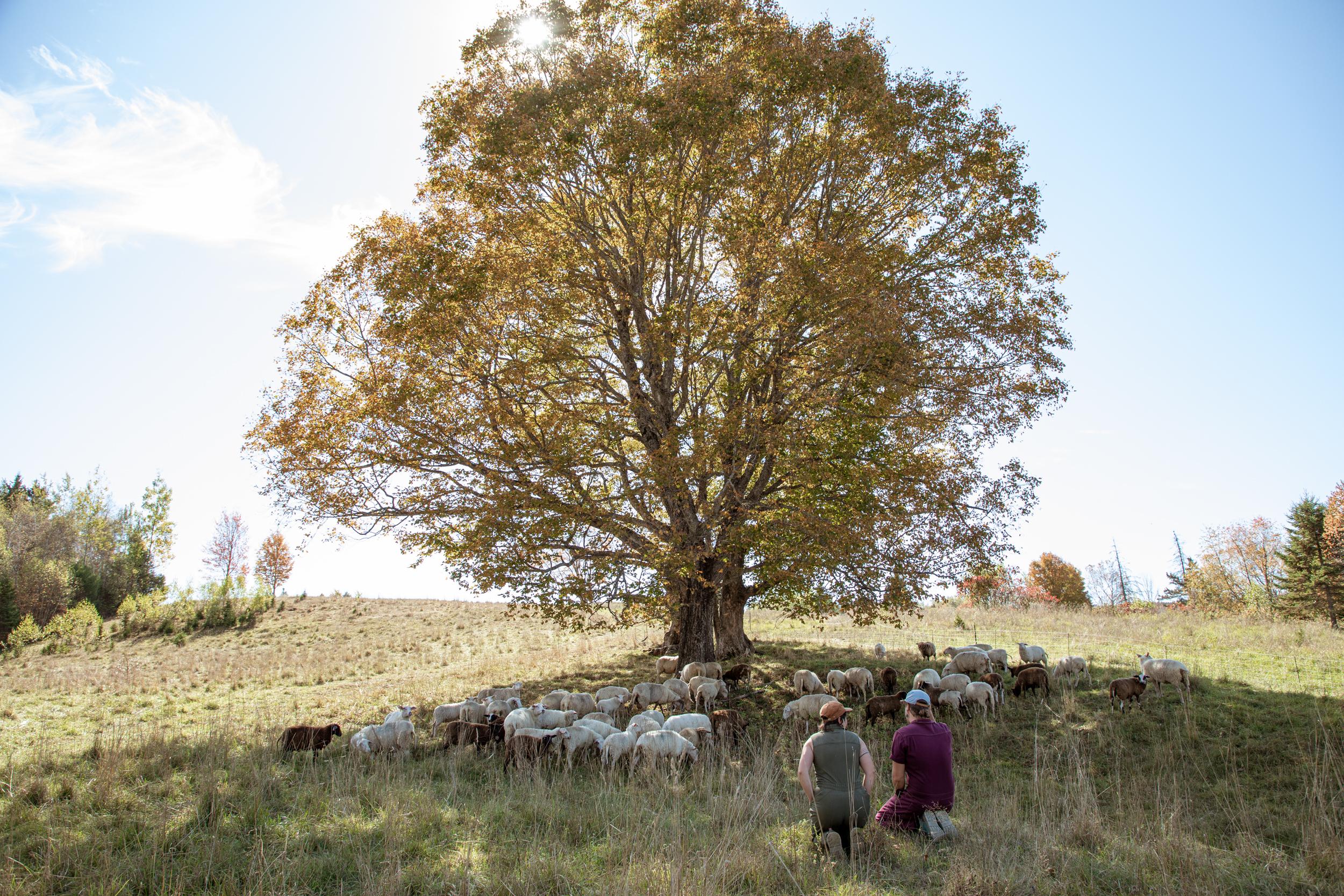 The Wedding Website of partnership (she/they) and A celebration of love, land (they/them)