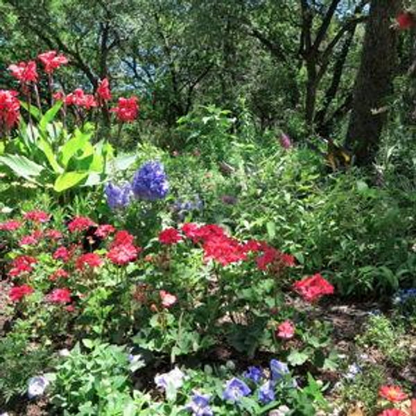 Susan's Plant and Flower Fund