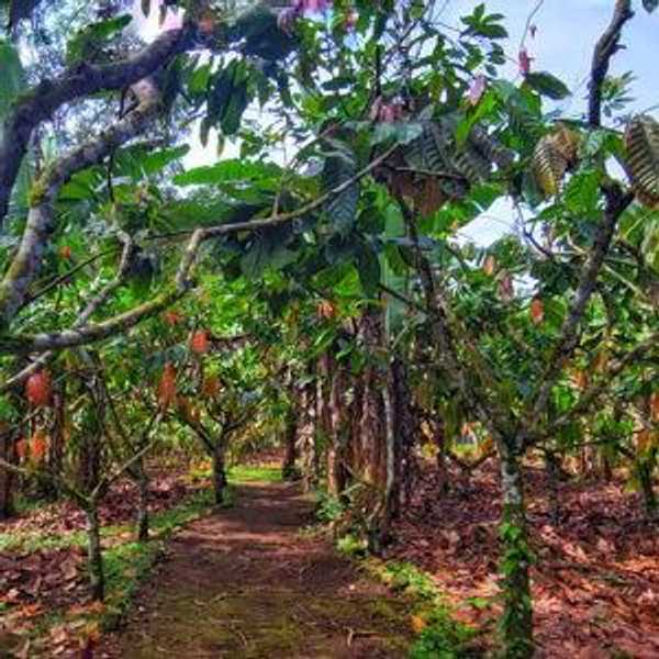 Chocolate & Coffee Tour on Honeymoon