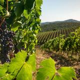 Azienda Vitivinicola Muschi Alti