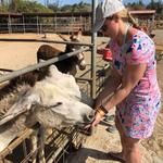 Donkey Sanctuary Aruba