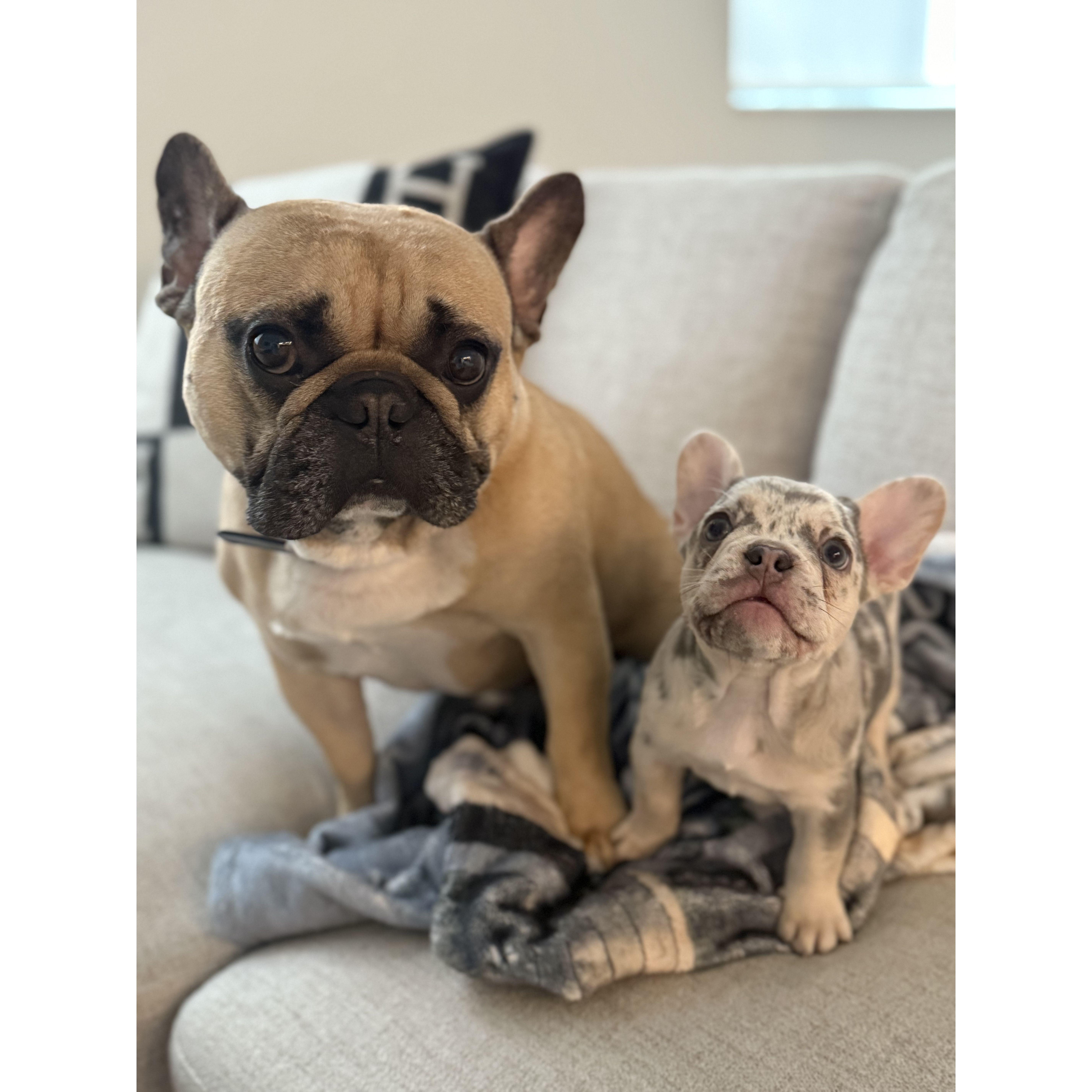 Our family of 3 is now a family of 4!
