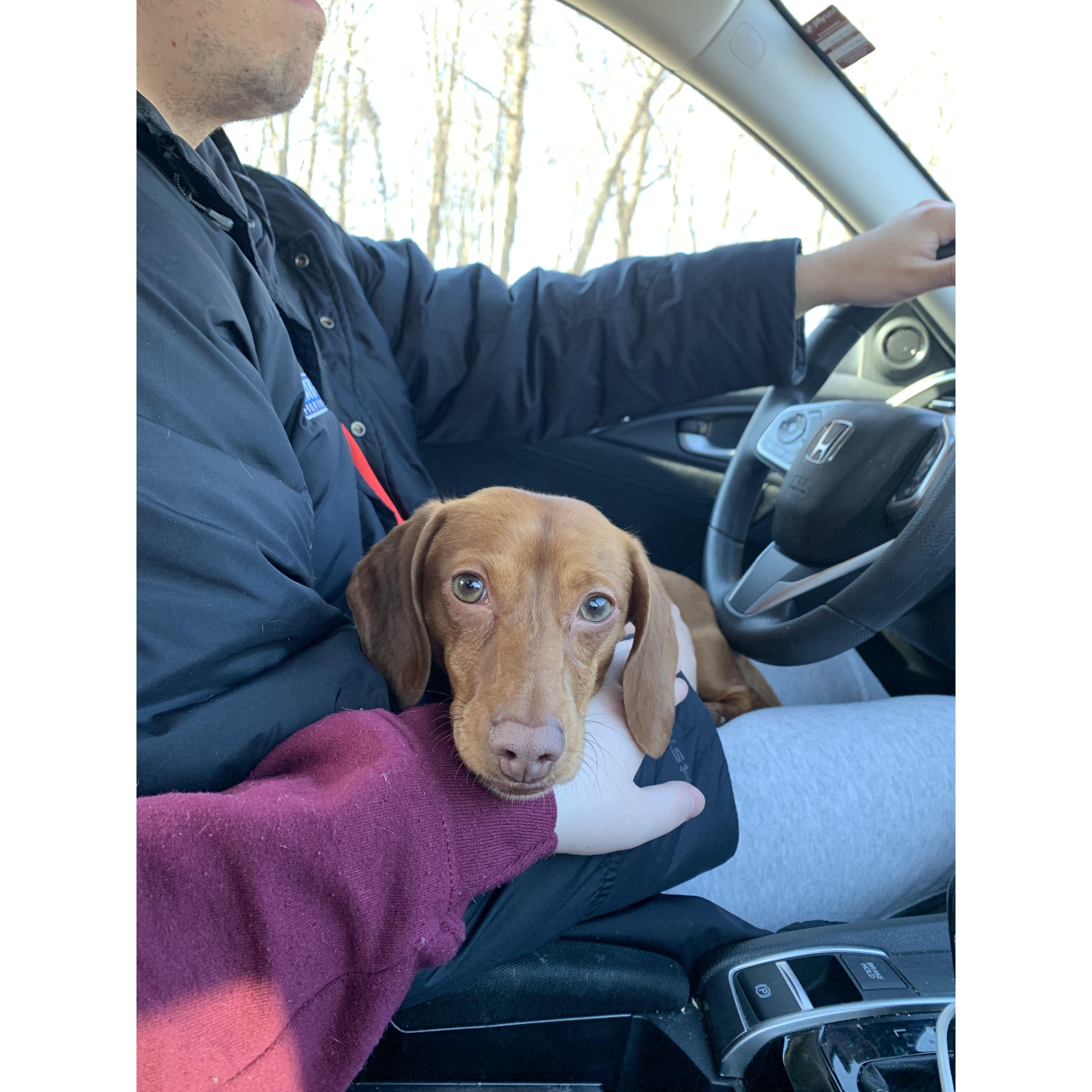 Oscar loves riding in dads lap!