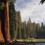 Sequoia National Park