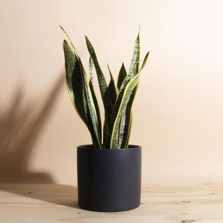 Sansevieria Laurentii Snake Plant