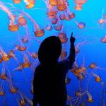 Monterey Bay Aquarium