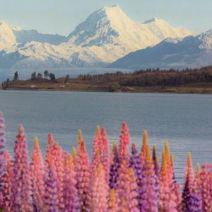 Lake Tekapo Lupins