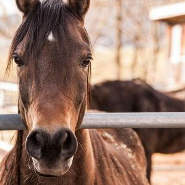 Horseback riding through the forests and on the coast of Istria