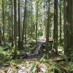Grand Forest