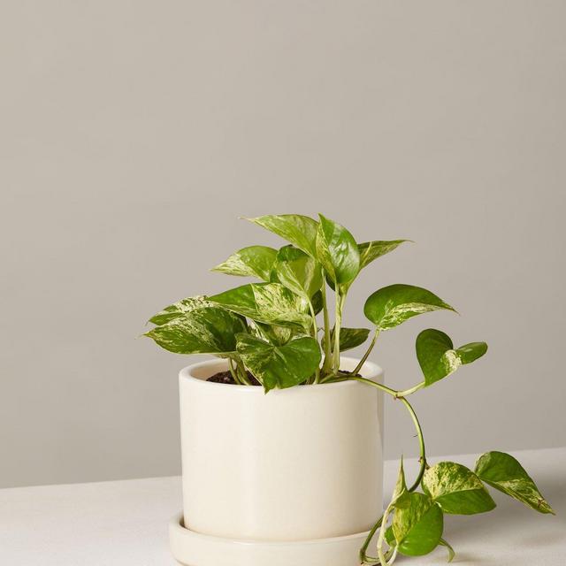 Marble Queen Pothos