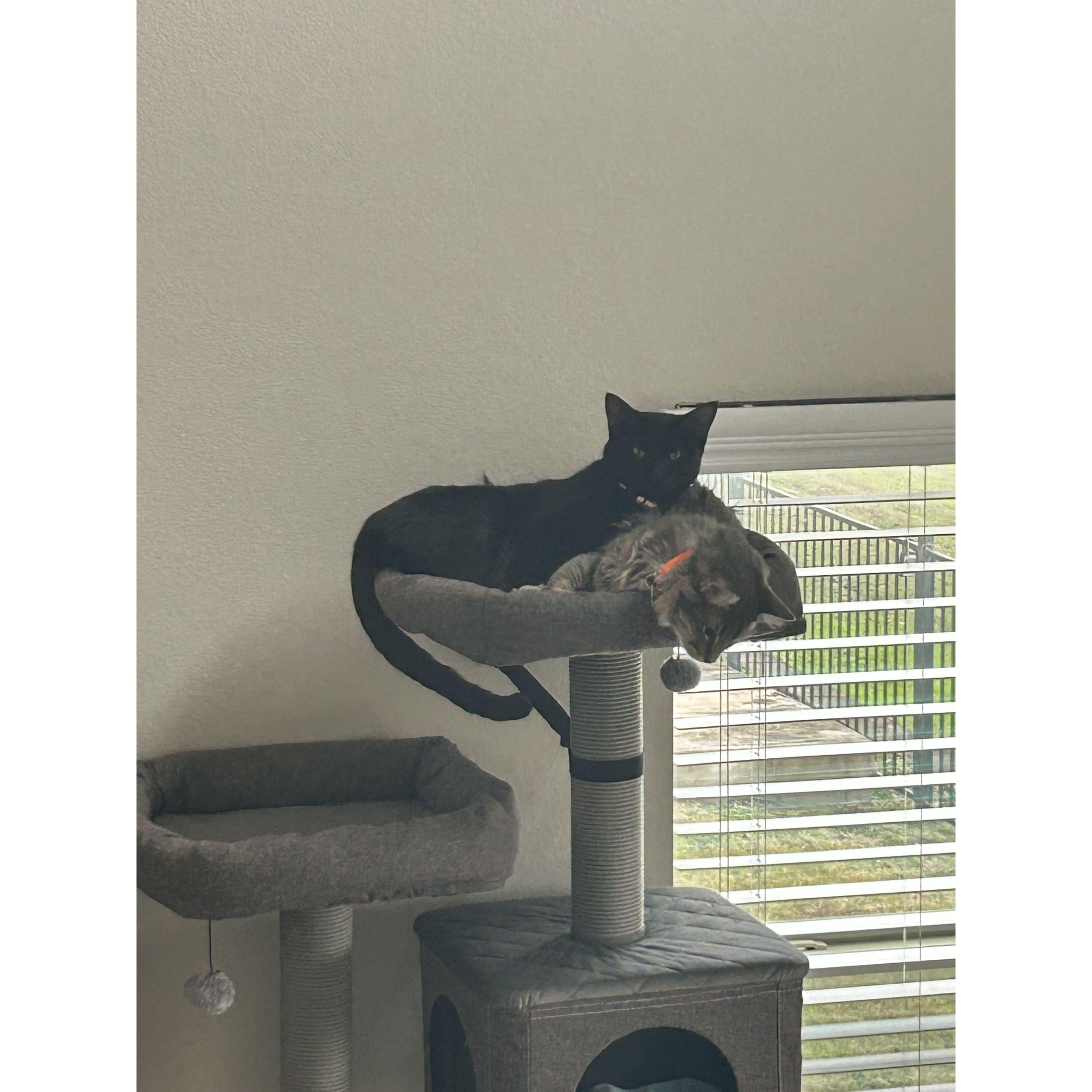 Our sons: Gandalf and Sauron