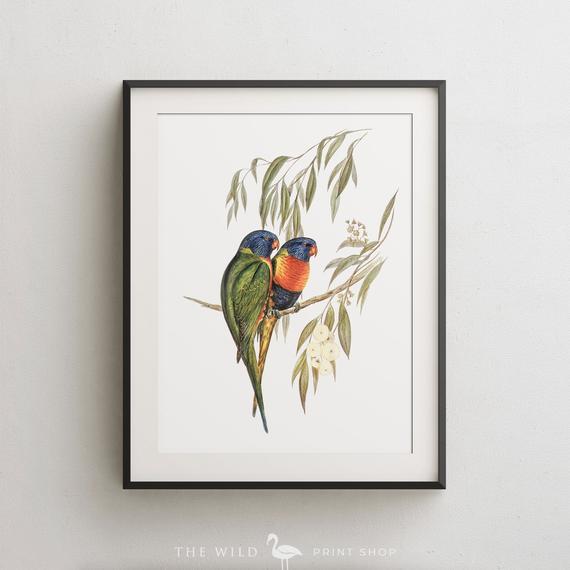 Lorikeet Print