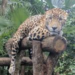 Belize Zoo