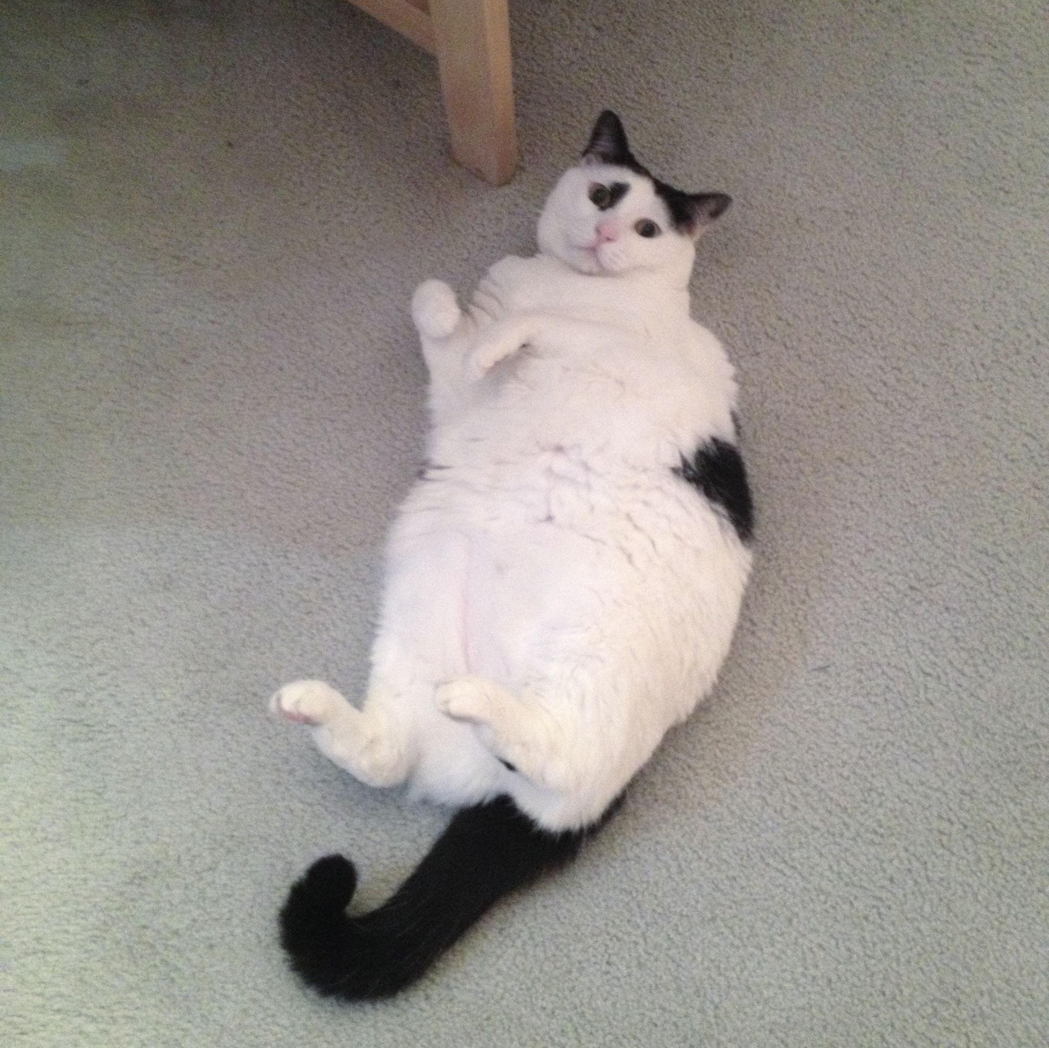 Jamie's first beloved cat - Socks