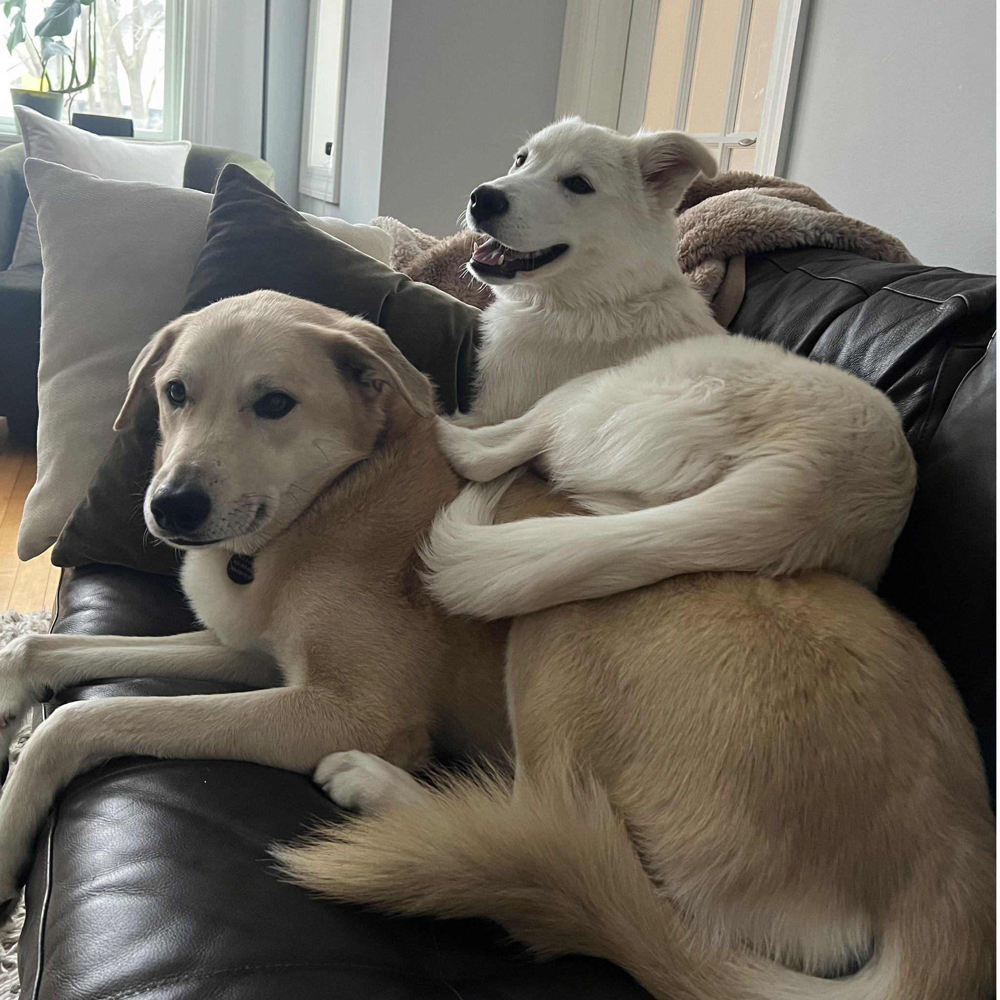 Adding Indy to the family