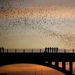 Austin Bat Tours