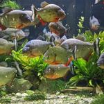 Belle Isle Aquarium