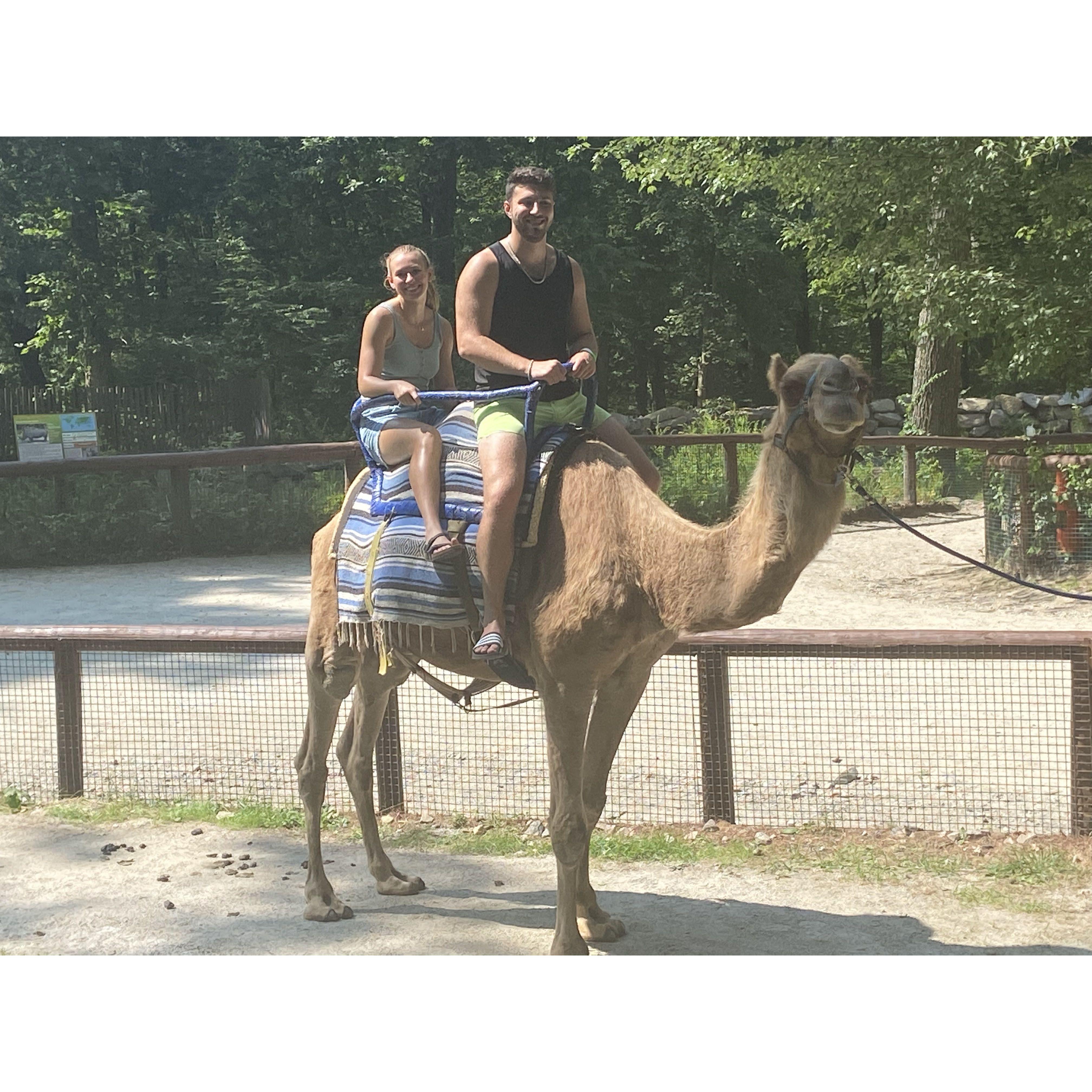 Ride on Brutus the camel at the Southwick Zoo