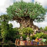 Disney's Animal Kingdom Theme Park