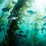 Monterey Bay Aquarium