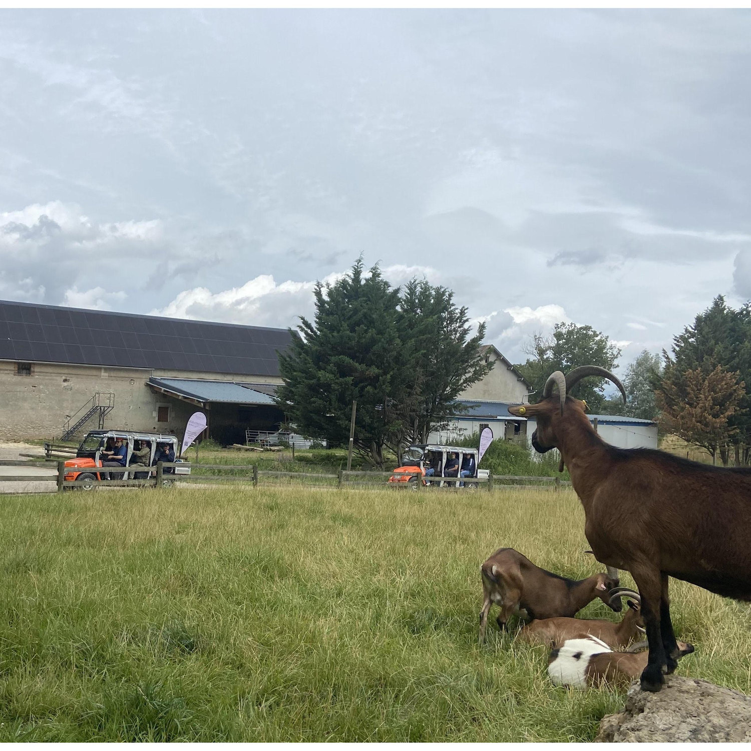 The goats responsible for Crottin de Chavignol goat cheese! Unsure if we can pet the goats yet.