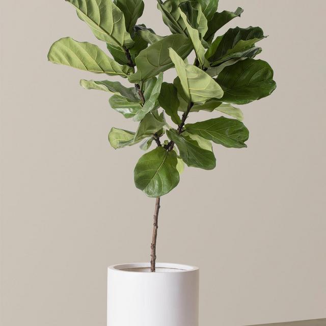 Large Fiddle Leaf Fig Tree