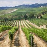 Wine Tour