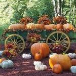 Burt's Pumpkin Farm
