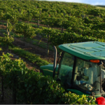Lakeridge Winery & Vineyards
