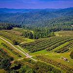Sky Top Orchard