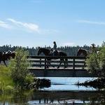 Dry Ride Outfitters Horseback Riding