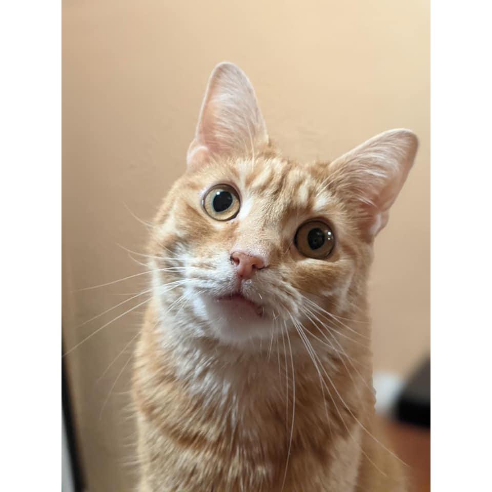 Merigold is very sweet and very orange but has no thoughts.