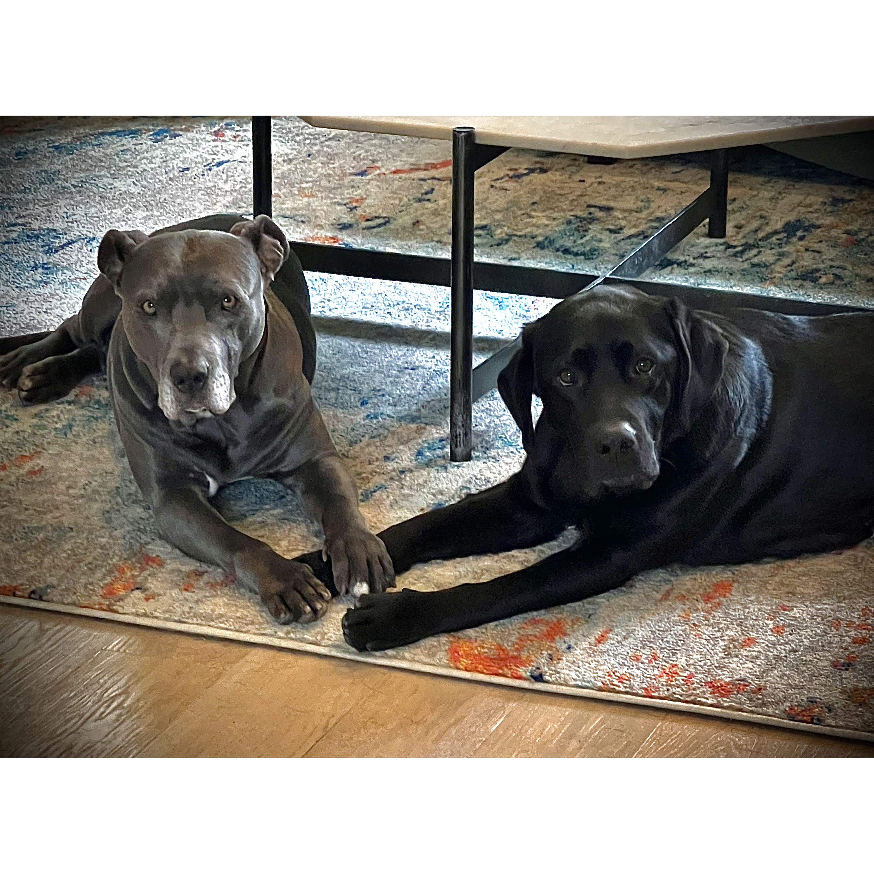 Our two best friends, Riley and Ash.