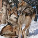 Colorado Wolf and Wildlife Center