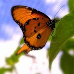 The Butterfly Farm