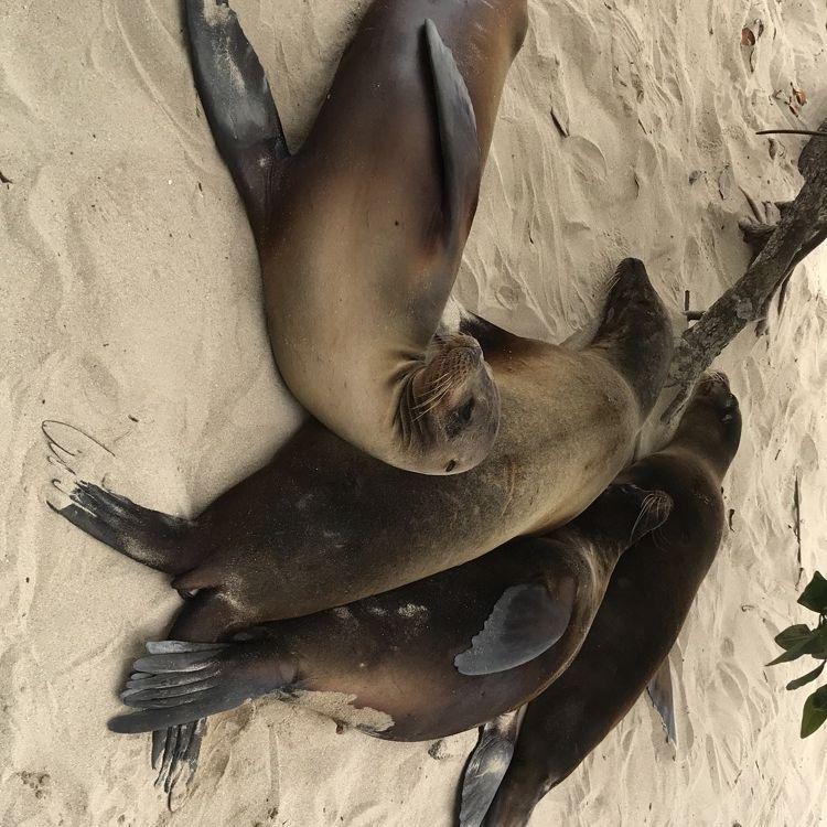 Galapagos - Even the sea lions by the hotel couldn’t resist enjoying the resort’s comforts—lounging on the decks and soaking up the sun like true VIP guests.